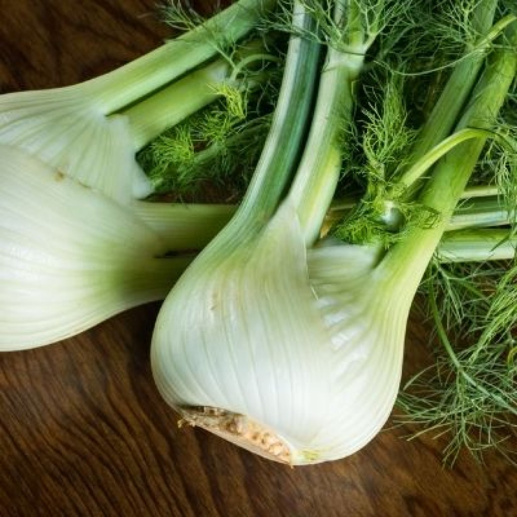 Fennel